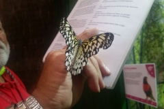 Schmetterlingsmuseum 025